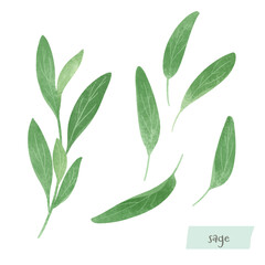 セージの水彩イラスト
