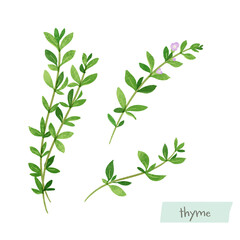 タイムの水彩イラスト
