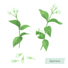 ジャスミンのつぼみの水彩イラスト
