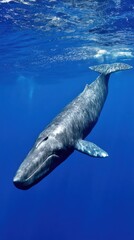 Sperm whale (Physeter macrocephalus) swimming gracefully in the deep blue waters of the Mediterranean Sea, underwater view. 