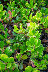 close up of green leaves