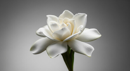 Obraz premium Delicate white gardenia flower with softly lit petals