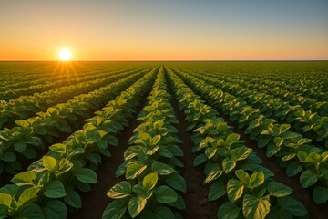 Soybean Field at Golden Sunset