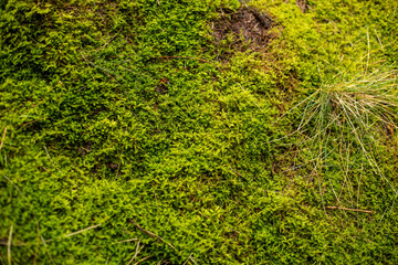 Moss grass texture in the forest