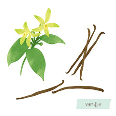 バニラビーンズと花の水彩イラスト
