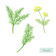 フェンネルの葉と花の水彩イラスト
