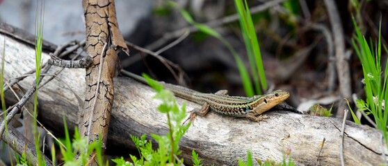 Peloponnes-Mauereidechse // Peloponnese wall lizard  (Podarcis peloponnesiacus) - Kaiafa-See, Peloponnes, Griechenland