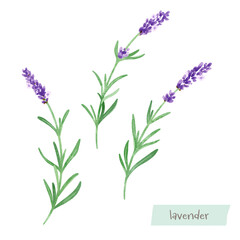 ラベンダーの水彩イラスト
