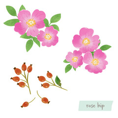 ローズヒップの花と実の水彩イラスト
