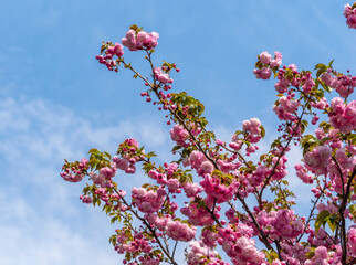 青空とピンク色の八重桜