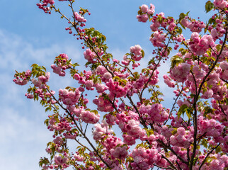 青空とピンク色の八重桜