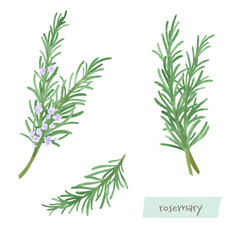 ローズマリーの水彩イラスト
