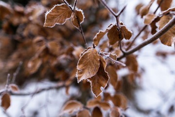 vista macro in primo piano di alcuni rami con foglie marroni di un albero deciduo, coperti parzialmente da un leggero strato di ghiaccio, in un ambiente naturale, in inverno