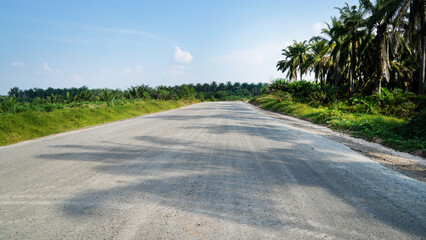 Gravel road winding through a palm plantation, framed by lush greenery on both sides, under a bright blue sky