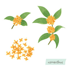 キンモクセイの樹木と花のイラスト
