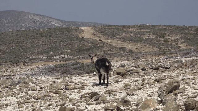 Goat on the Rocky Path of Prasonisi
