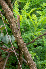Oriental Garden Lizard - Calotes versicolor, colorful changeable lizard from Asian forests and bushes, Vietnam.