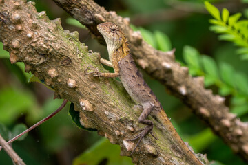 Oriental Garden Lizard - Calotes versicolor, colorful changeable lizard from Asian forests and bushes, Vietnam.