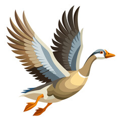 wild duck isolated on white