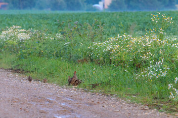 Wild partridges walking along rural gravel road near summer wildflowers. A small group of wild...