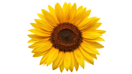 Fototapeta premium Vibrant Sunflower Blossom with Dark Brown Center isolated on White Background