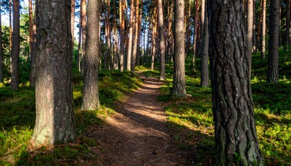 Fototapeta premium Sunlight filters through tall pine trees, illuminating a peaceful dirt footpath that meanders through a lush, green temperate forest.