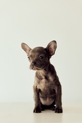 Adorable Brown Puppy Sitting Calmly Against a Minimal White Background