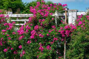 Fototapeta premium Vibrant climbing rose bush with numerous bright pink blooms growing over a rustic white wooden trellis. Climbing or creeping rose with pink flowers in the park. Climbing rose 
