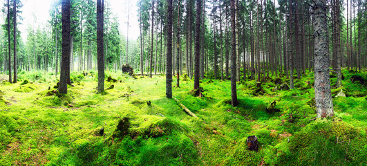 Beautiful evergreen forest with pine trees and trail. Nature background, landscape photography