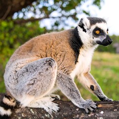 Fototapeta premium Ring-tailed lemur on a log