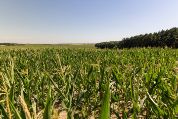 an agricultural field where corn crops are grown with flowers against a clear blue sky, landscape photography, a forest is near the field