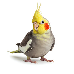 Ai generated image of cute cockatiel isolated on white background, a small parrot with yellow crest