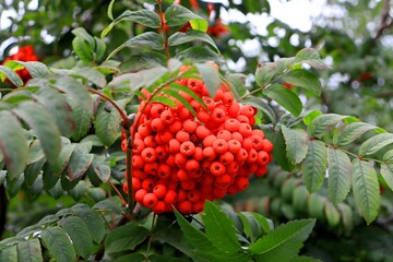 red berries on a bush