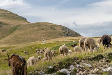 Fototapeta premium Maremmano-Abruzzese sheepdogs taking care of sheep flock on Campo Imperatore upland, L'Aquila, Italy