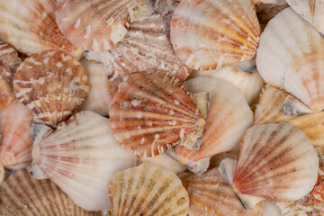 sea shells of marine mollusks stacked in one pile, dumped together empty washed shells of snails and other mollusks, close up