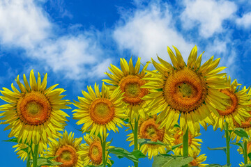 ヒマワリの花（Sunflower）