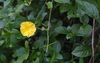 Yellow flower surrounded by dense green leaves, photographed in soft natural light. A vivid botanical image ideal for nature and gardening concepts.
