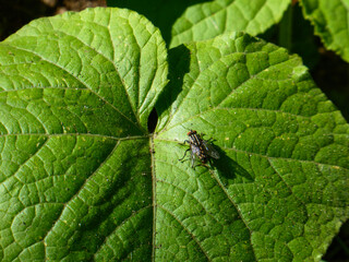 Small fly resting on a big leaf.