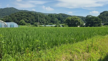 Fototapeta premium Lush green rice paddy stretching across rural landscape with mountains in the background