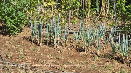 Close-up of fresh green onions planted in rows in fertile soil on a sunny day