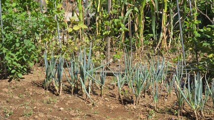 Fresh green onions planted in neat rows in a sunny vegetable garden