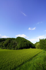 収穫間近の田んぼ　