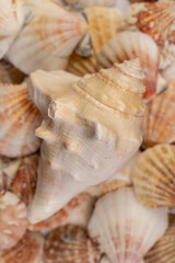dirty seashells in a large pile are used as souvenirs at seaside resorts, a large number of seashells are in poor condition and dirt from improper storage.