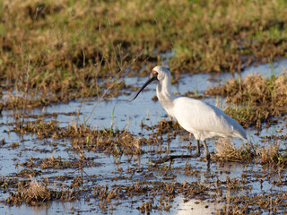Royal Spoonbill or Black-billed Spoonbill (Platalea regia) foraging for food in flood waters at Maitland NSW Australia