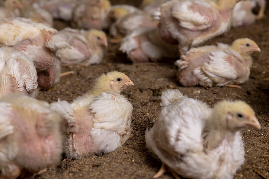 a poultry farm where meat breeds of broiler chickens, The chickens are sitting on the litter