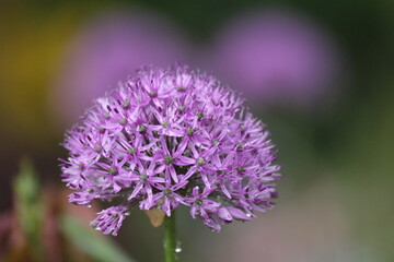Fototapeta premium allium