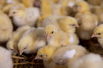 chickens in a poultry farm without cages on a litter of sawdust, close up