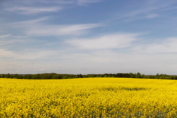 Obraz premium a field with yellow rapeseed flowers in the spring season, a beautiful field with rapeseed flowers for the production of oil and other food products
