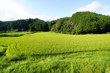 収穫間近の田んぼ　