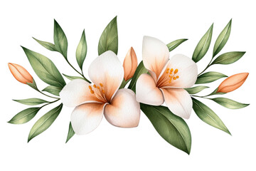 Watercolor painting of two white flowers with green leaves, isolated